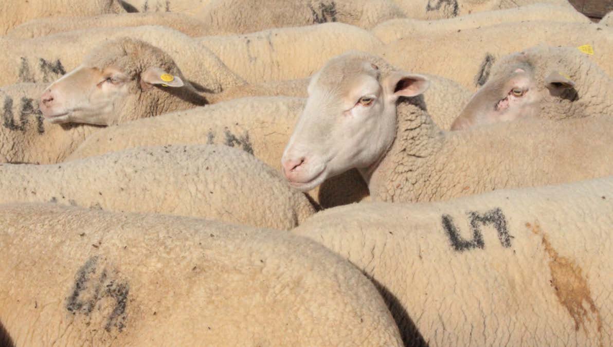 Series: sheep pressed together, numbers marked on their wool.